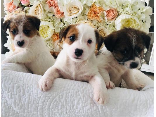 PoulaTo: Όμορφα κουτάβια Jack Russell,